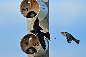 Purple Martin